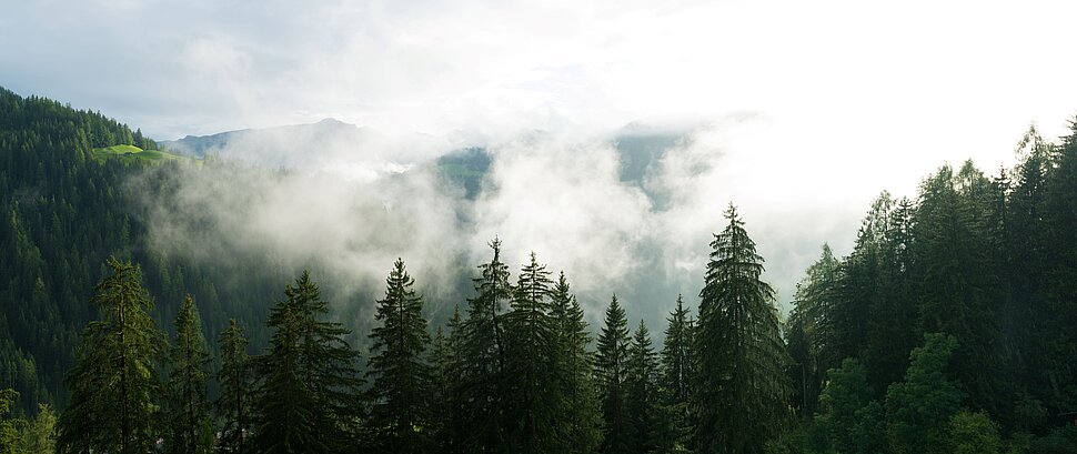 Ein Nadelwald im Nebel